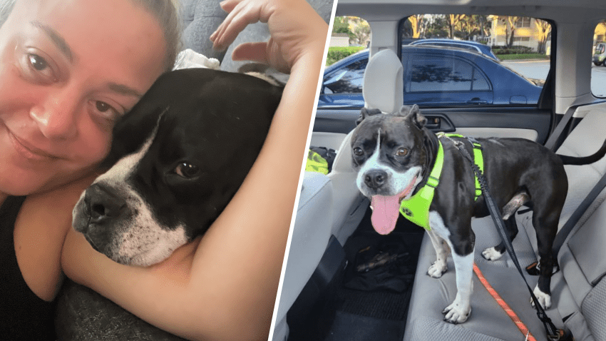 Ziggy was adopted by Jennie Lopez after spending more than 400 days at the Miami-Dade Pet Adoption Center.