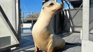 Esta imagen difundida por investigadores muestra a Ronan en 2023, en Santa Cruz, California.